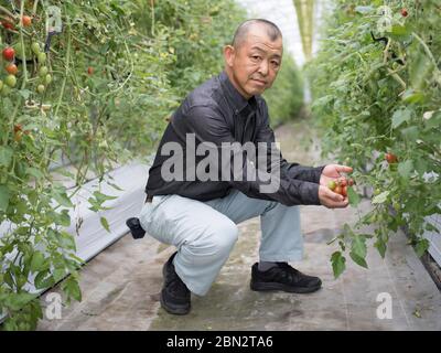 Tomatenzucht / Landwirtschaft / Anbau Stockfoto