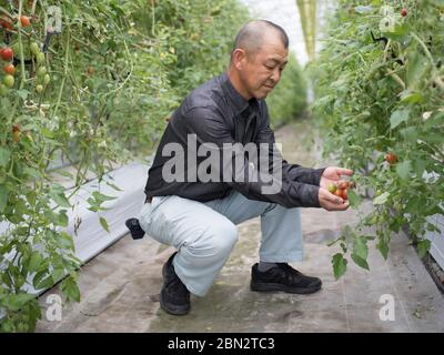 Tomatenzucht / Landwirtschaft / Anbau Stockfoto