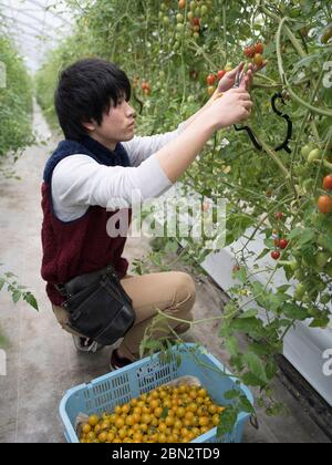 Tomatenzucht / Landwirtschaft / Anbau Stockfoto