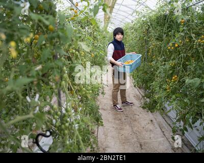 Tomatenzucht / Landwirtschaft / Anbau Stockfoto