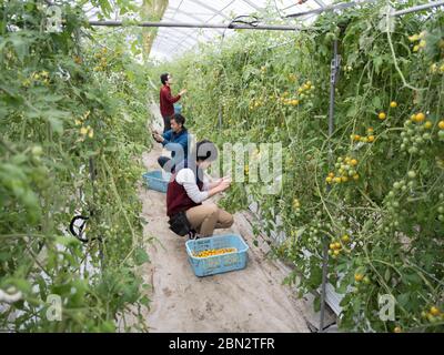 Tomatenzucht / Landwirtschaft / Anbau Stockfoto