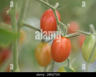 Tomatenzucht / Landwirtschaft / Anbau Stockfoto