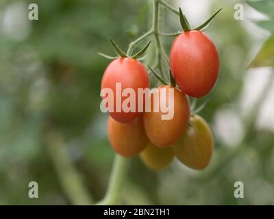 Tomatenzucht / Landwirtschaft / Anbau Stockfoto