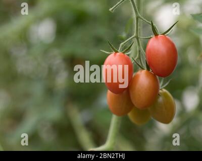 Tomatenzucht / Landwirtschaft / Anbau Stockfoto