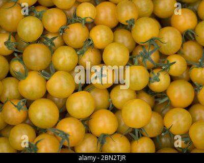 Tomatenzucht / Landwirtschaft / Anbau Stockfoto