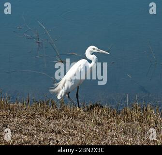 Der kleine Reiher egretta garzetta der wilde Vogel stand am seichten Wasser des Flusses Ufer Stockfoto