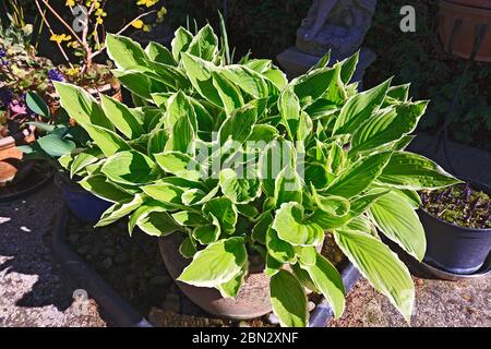 Hosta undulata var albomarginata Pflanze in einem Topf Stockfoto