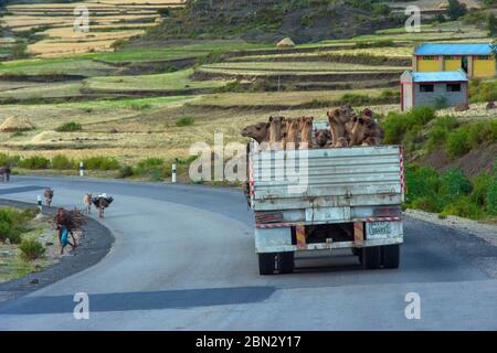 Mekele, Äthiopien - Nov 2018: LKW voller Kamele zum Transport und Menschen zum Holztransport in der äthiopischen Landschaft Stockfoto