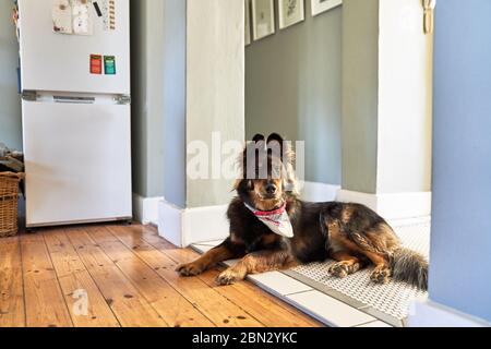 Portrait niedlichen Hund in Küche Tür zu legen Stockfoto