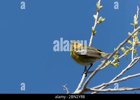 Ein Kap-Mai-Waldsänger singt gegen einen blauen Himmel Stockfoto