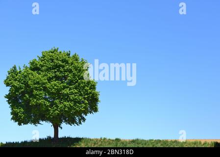 Ein grüner Laubbaum mit Blättern steht im Sommer auf einem trockenen Feld vor blauem Himmel in Bayern Stockfoto