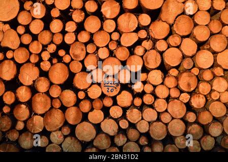 Hintergrund vieler frisch geschnittener Baumstämme, die im Wald liegen und abends von der Sonne beleuchtet werden Stockfoto