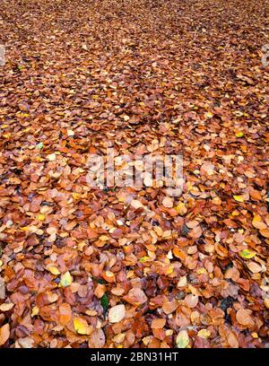 Die gefallenen Blätter des Herbstes Stockfoto