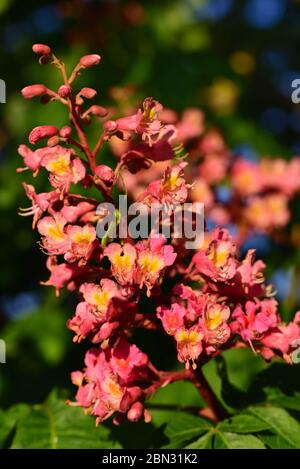 Eine Blüte des Kastanienbaums blüht im Frühjahr leuchtend rot Stockfoto