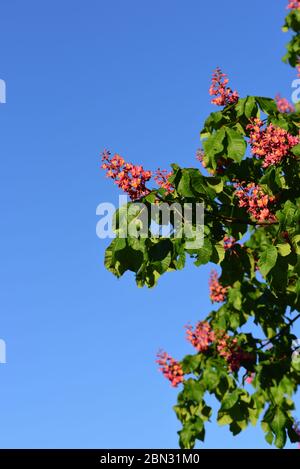 Die Blüten des Kastanienbaums blühen im Frühjahr leuchtend rot gegen einen blauen Himmel Stockfoto