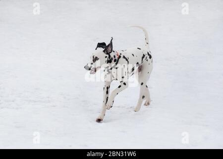 Der süße dalmatiner Welpe läuft im Winterpark auf weißem Schnee. Haustiere. Reinrassige Hunde. Stockfoto