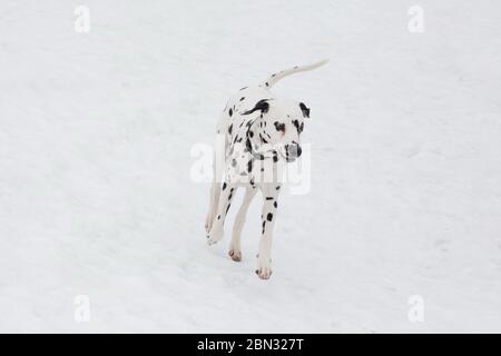 Dalmatiner Welpen laufen auf einem weißen Schnee im Winterpark. Kutschenhund oder gefleckte Kutschenhund. Haustiere. Reinrassigen Hund. Stockfoto