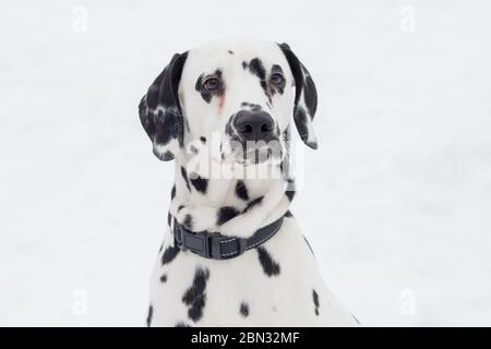 Niedlicher dalmatiner Welpe schaut in die Kamera. Haustiere. Reinrassigen Hund. Stockfoto