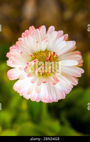 Frühlingsdaisy auf der Wiese Stockfoto