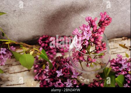 Wunderschöne Kulisse von lila Flieder in Weinglas. Birkenrinde und Betonwand im Hintergrund. Stockfoto