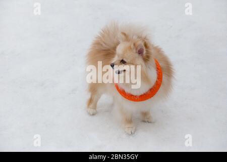 Der süße pommersche spitz Welpe spielt mit seinem Spielzeug im Winterpark. Deutscher spitz oder zwergspitz. Haustiere. Stockfoto