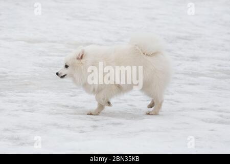 Niedlicher japanischer spitz Welpe läuft auf einem weißen Schnee im Winterpark. Haustiere. Reinrassigen Hund. Stockfoto