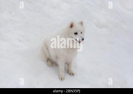 Niedliche japanische spitz Welpen sitzt auf einem weißen Schnee im Winterpark. Haustiere. Reinrassigen Hund. Stockfoto