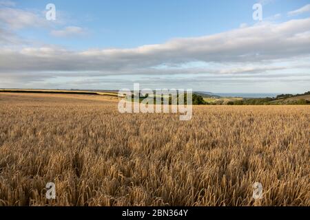 Mit Blick auf ein Weizenfeld in der Devon Landschaft in der Nähe Slapton im Sommer Stockfoto