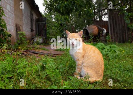 Rote Katze im Hof des Hauses im Dorf. Rote Katze Spaziergänge Sommer im Freien. Stockfoto