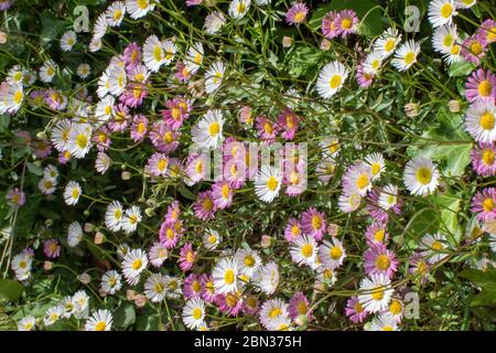 Australische Gänseblümchen/mexikanische Gänseblümchen in Blüte Stockfoto