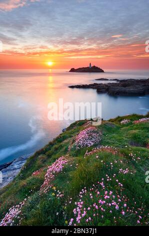 Sparfüße wachsen auf dem Clifftop in Godrevy, Cornwall Stockfoto