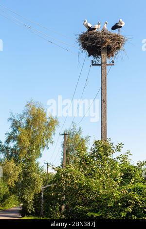 Ein Nest mit Störchen auf einem Pol einer Stromleitung im Dorf Stockfoto