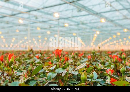 Rote Rosen wachsen in einem Gewächshaus in den Niederlanden Stockfoto