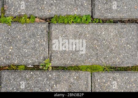 Moos und Unkraut wachsen zwischen grauen Pflastern Stockfoto