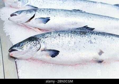 Frischer Lachsfisch auf Eis zum Verkauf in einem Supermarkt. Schaufenster mit Fischprodukten. Stockfoto