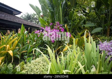 Singapore-City-SINGAPORE-0026Okt222019 Cascading rosa und weiße Orchideen, die in andere tropische Blumen in einer Grenze am National Orchid Centre fließen Stockfoto