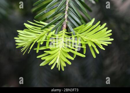 Nadelbaumzweig, Knospen. Junge grüne Sprossen Nadelbaum Zweig Nadeln. Frisch wachsende Nadelbaumzweig Sprossen. Stockfoto