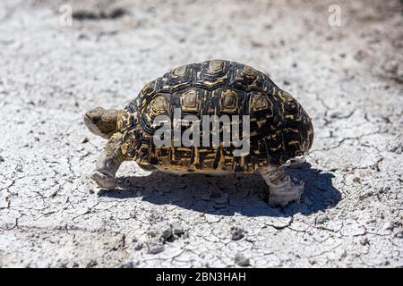 Eine Leopardenschildkröte überquert den Pfad in der Nähe von Fort Namutoni im Etosha Nationalpark in Namibia, Afrika. Stockfoto