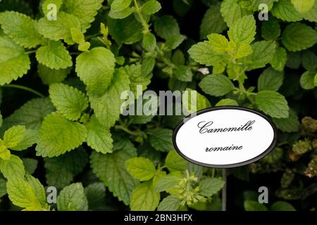 Chamaemelum nobile, allgemein bekannt als Kamille. Frankreich. Stockfoto