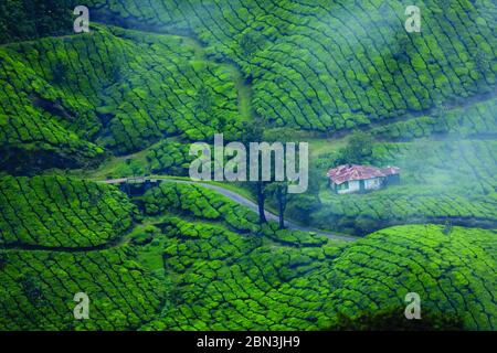 Teeplantagen in Munnar, Kerala aus der Vogelperspektive Stockfoto