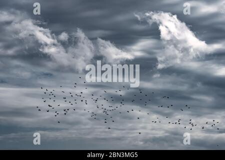 Vogelschwarm im Flug Stockfoto