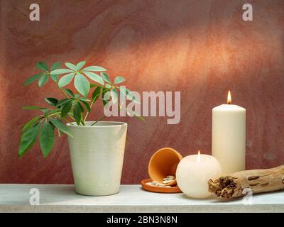Zimmerdekoration mit Kerzen und schefflera Pflanze auf weißem Regal gegen alte Backsteinfarbe Wand. Stockfoto