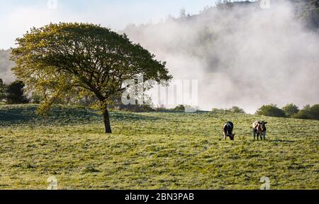 Ballingeary, Cork, Irland. Mai 2020. Rinder weiden auf Ackerland, wenn Morgennebel in Ballingeary, Co, Cork, Irland, aufsteigt. - Bild; David Creedon / Anzenberger Quelle: David Creedon/Alamy Live News Stockfoto