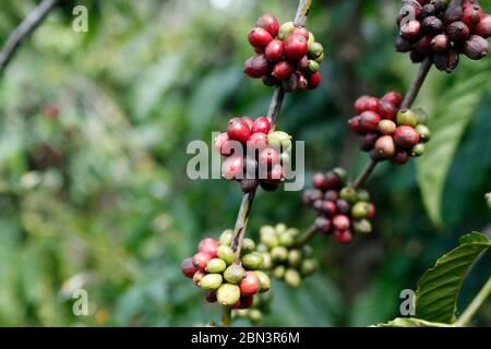 Kaffeeplantage. Schließen Sie frischen Bio-roten Kaffee. Stockfoto