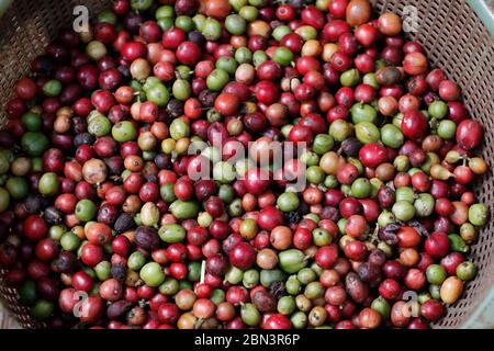 Kaffeeplantage. Bauer zeigt rot und grün und gepflückte Kaffeebohnen. Stockfoto