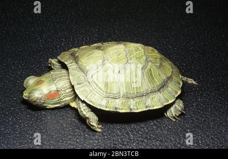 Schildkrötenerkrankung: Juvenile Rotohrterrapin (Trachemys scripta elegans) mit Augenbakteriose Stockfoto