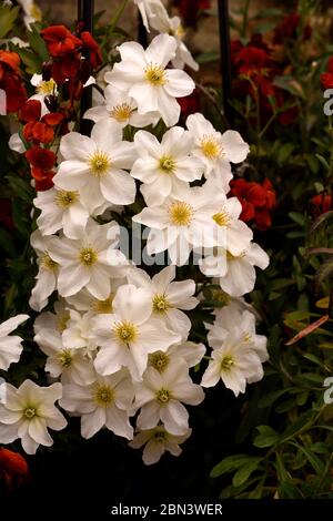 Eine Gruppe von weißen Blüten der immergrünen Clematis Avalanche. Stockfoto