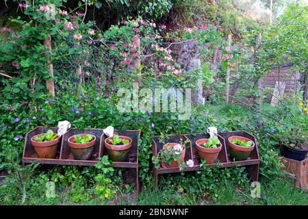 Salat Pflanzen wachsen in einer Reihe von Terracotta Töpfe auf alten landwirtschaftlichen Stand in einem Landgarten mit Geißblatt auf Zaun Wales UK KATHY DEWITT Stockfoto