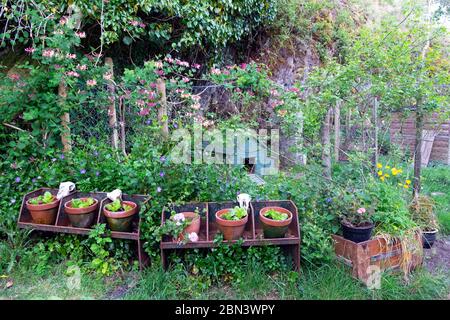 Salat wächst in einer Reihe von Terrakotta-Töpfe auf alten landwirtschaftlichen Stand in einem Landgarten mit Geißblatt auf Zaun Wales UK KATHY DEWITT Stockfoto