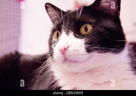 Schwarz-weiße Katze mit Alarmausdruck. Keine Leute Stockfoto